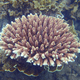 Acropora millepora on the reef off Magnetic Island, Australia.